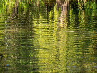 Out of focus mirrored trees and grass on the Amazon river.