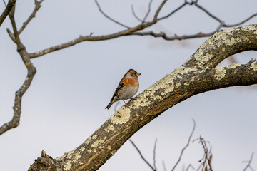 Brambling