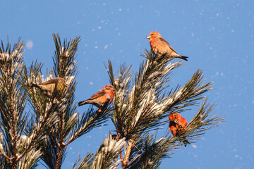 Common Crossbill