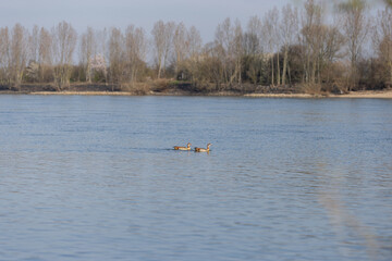 Two ducks gracefully swimming on a calm river, with a tree-lined shore in the background. The serene environment highlights the natural beauty of the wildlife and peaceful waterscape.