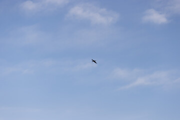 Fototapeta premium A lone bird soaring in the sky, silhouetted against a backdrop of soft, scattered clouds and a serene blue sky. The image captures the essence of freedom and the beauty of flight in nature.