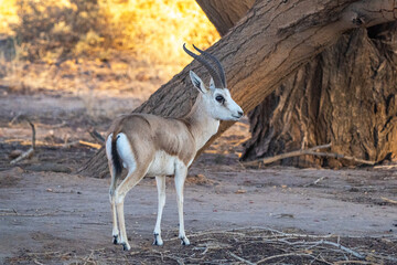 Rhim gazelle/Arabian gazelle in the Hegra Nature Reserve, Saudi Arabia