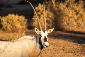 Arabian Oryx in the Hegra Nature Reserve, Saudi Arabia