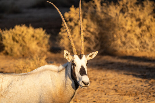 Arabian Oryx in the Hegra Nature Reserve, Saudi Arabia
