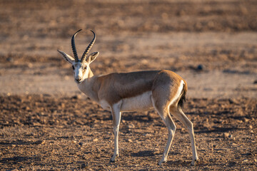 Rhim gazelle/Arabian gazelle in the Hegra Nature Reserve, Saudi Arabia