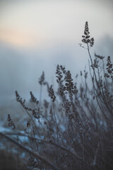 Zmrożone trawy © Katarzyna