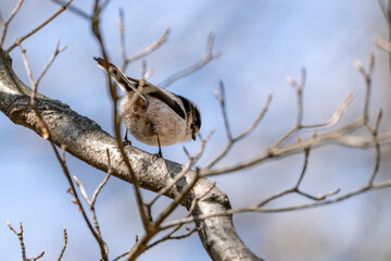 Long-tailed Tit