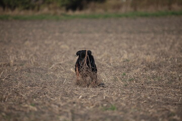 Ein Rottweiler spielt auf einem Feld im Sommer