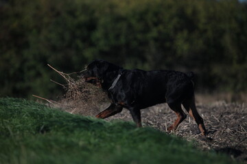 Ein Rottweiler spielt auf einem Feld im Sommer