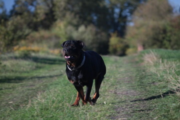 Ein Rottweiler l&auml;uft eine Weg an einer Wiese entlang