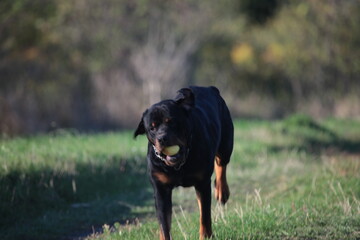 Rottweiler läuft mit einem Apfel im Maul eine Wiese entlang