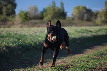 Rottweiler läuft mit einem Apfel im Maul eine Wiese entlang