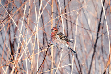 Pallas's Rosefinch