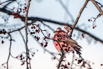 Pallas's Rosefinch