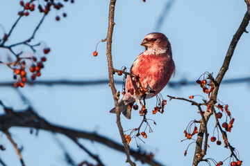 Pallas's Rosefinch
