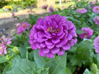 Obraz premium Purple Zinnia elegans blooming in the flower garden.