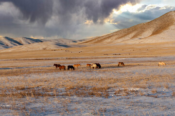 Mongolia landscape