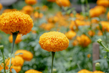 Close-up of yellow flowers,Marigold is a beautiful flower ornamental flower