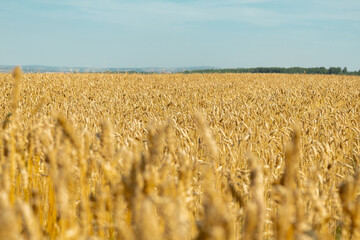 Fototapeta premium Golden wheat field stretches under a clear sky showcasing the abundance of harvest season in rural landscapes.