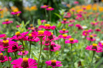 Close up of a pink common zinnia (zinnia elegans) flower.