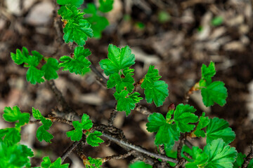 Fresh green leaves growing on a small plant in a natural setting during spring season, showcasing the beauty of new life in the outdoor environment.
