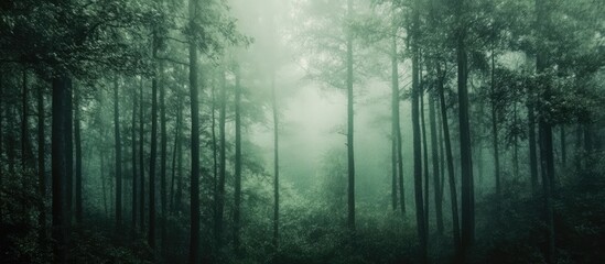 Obraz premium Mysterious dark green forest background with misty ambience and ample copyspace perfect for text overlay or graphic design use