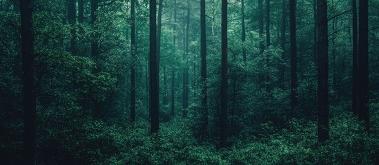 Fototapeta premium Dark green forest texture with a grungy feel ideal for backgrounds showcasing nature or providing empty space for text or designs.
