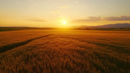 Fototapeta premium Aerial view of golden wheat field with tractor under vibrant sunset sky showcasing agricultural beauty and rural landscapes