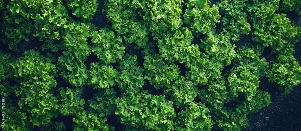 Poster aerial view of vibrant hydroponic lettuce in greenhouse showcasing fresh produce cultivation with sp
