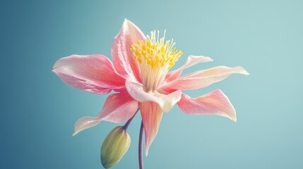 Fototapeta premium Pink and yellow columbine flower in bloom showcasing delicate petals and vibrant colors against a soft blue background