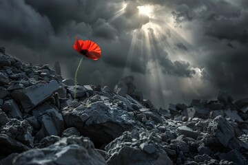Single hope.Survival Against All Odds.A Single Poppy Blooming with Resilience and Survival Amidst Desolation.A Red Poppy Illuminated by Light in a Solitary Landscape