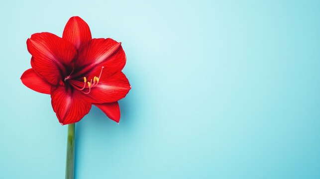 Vibrant red amaryllis flower on a bright blue background showcasing natural beauty and elegance in floral design