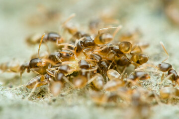 a colony of small ants is feeding in a swarm