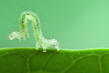 Small caterpillar walking on the green leaf