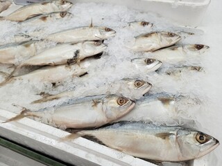 Fresh Indian mackerel or Bigmouth mackerel at fish market