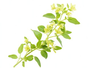 Blooming oregano sprig, isolated on white;  culinary herb; cooking ingredient.