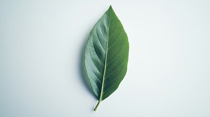 Single green leaf on white background, nature simplicity, eco design.