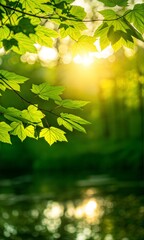 Obraz premium Bright green maple leaves illuminated by sunlight in a lush forest backdrop during early morning hours