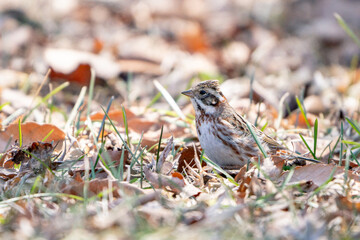 Rustic Bunting