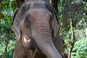 Naklejka premium Majestic elephant in Thailand's lush jungle, adorned with vibrant colors, captured under golden sunlight. A perfect blend of nature, culture, and tranquility.