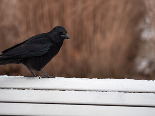 crow on the ground