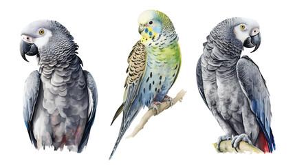 Colorful parrot illustrations showcasing african grey and budgerigar watercolor drawing
