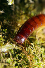 苔の上に甲虫ニホンキマワリの幼虫頭部アップ（自然光+ストロボマクロ接写）