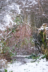 snow covered trees in winter