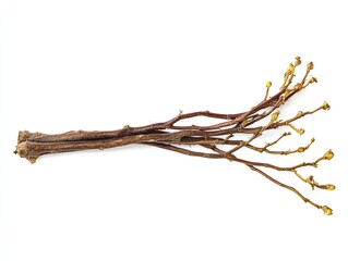 Dried plant branch with buds, isolated on white, botanical study, nature background.