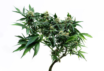 Cannabis plant in flowerpot on white background