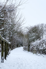 snow covered trees in the park