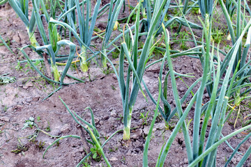 The picture shows a plantation of onions, its green leaves are visible.