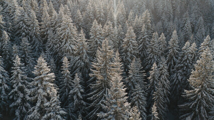 Pine forest trees covered with snow, aerial view