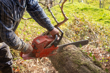 Cortar um tronco de arvore